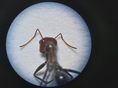 Cataglyphis adenensis