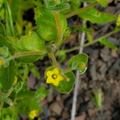 Mentzelia micrantha