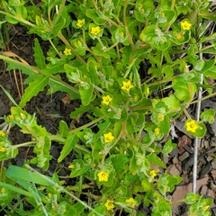 Mentzelia micrantha