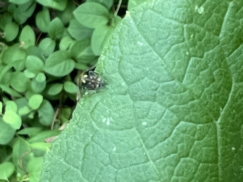 Coppery Leafhopper