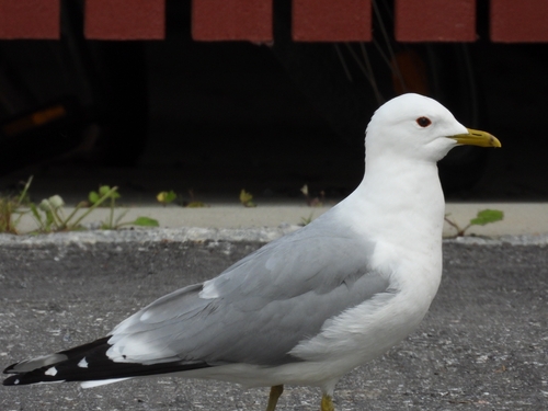 Common Gull