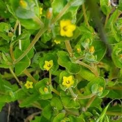 Mentzelia micrantha