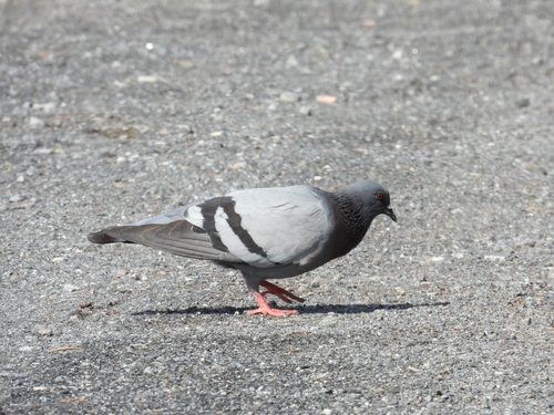 Feral Pigeon