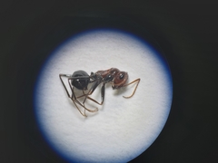 Cataglyphis adenensis