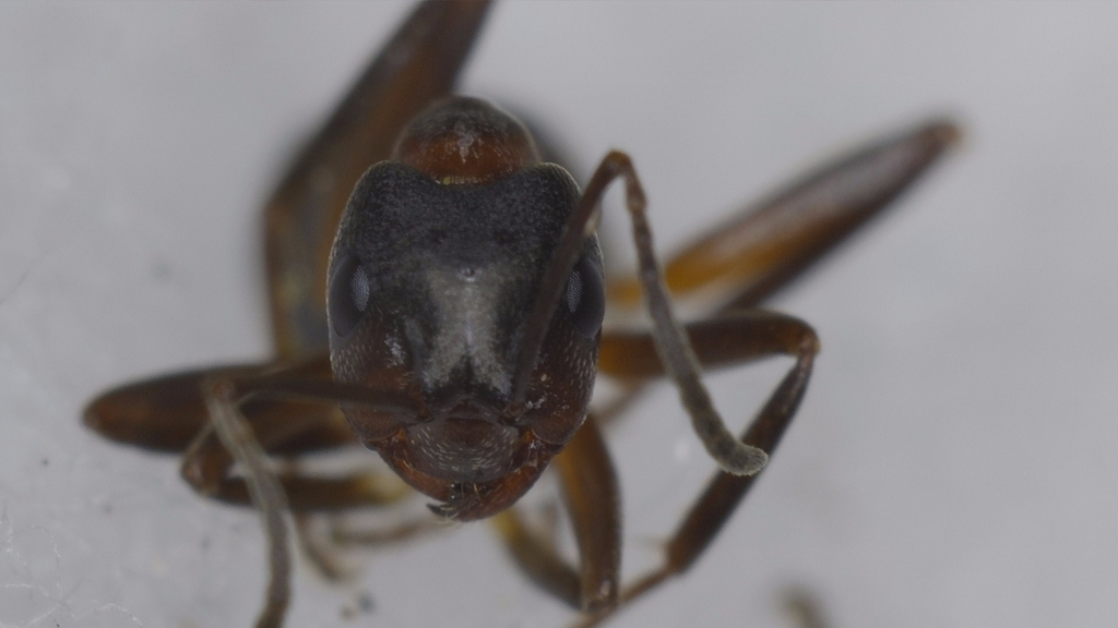 Formica forsslundi
