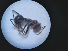 Cataglyphis adenensis