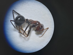 Cataglyphis adenensis