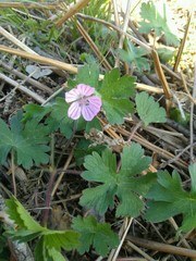 Geranium albanum