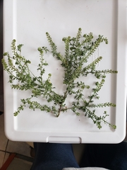 Lepidium ruderale