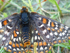 Euphydryas editha bayensis