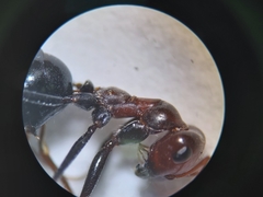 Cataglyphis adenensis