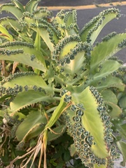 Kalanchoe laetivirens