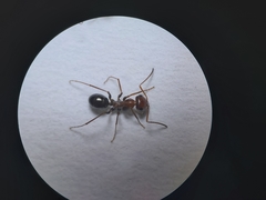 Cataglyphis adenensis