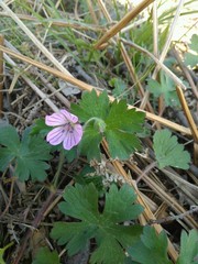 Geranium albanum