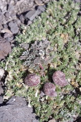 Astragalus platytropis