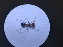 Cataglyphis adenensis