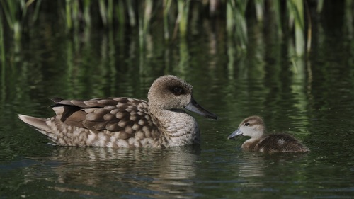Marbled Duck