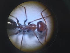 Cataglyphis adenensis