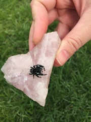Phidippus audax