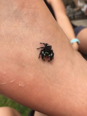 Phidippus audax