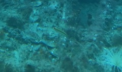 Forsterygion maryannae