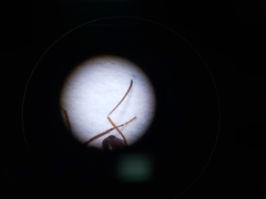 Cataglyphis adenensis