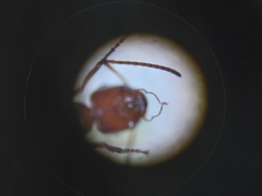 Cataglyphis adenensis