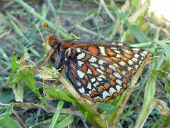 Euphydryas editha bayensis
