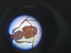 Cataglyphis adenensis