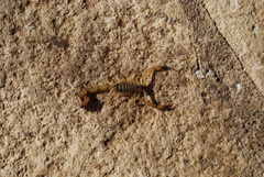 Centruroides koesteri