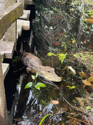 Dwarf Crocodile