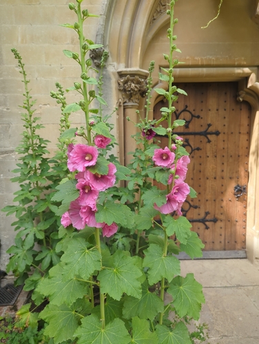 Hollyhock