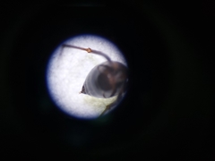 Cataglyphis adenensis