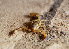 Centruroides koesteri