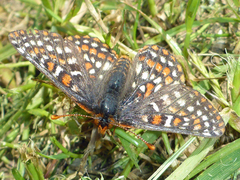 Euphydryas editha bayensis