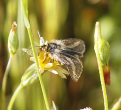 Heliolonche modicella
