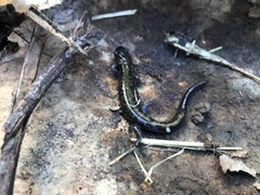 Ambystoma macrodactylum macrodactylum