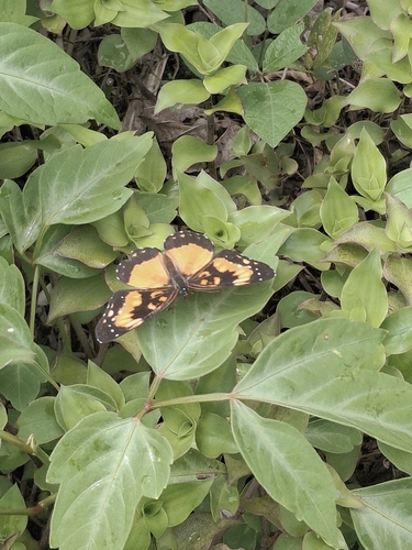 Bordered Patch