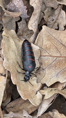 Red-striped Oil Beetle