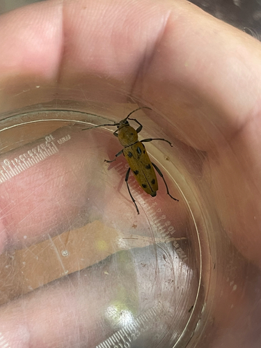Chlorophorus glabromaculatus