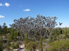 Eucalyptus macrocarpa macrocarpa