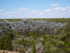 Eucalyptus macrocarpa macrocarpa