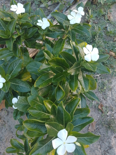 Madagascar Periwinkle
