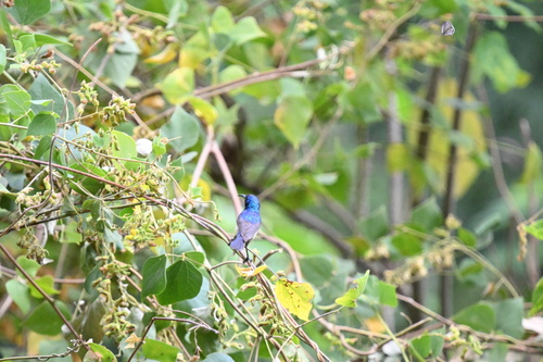 Variable Sunbird