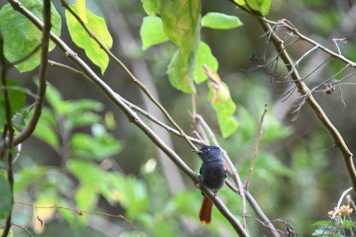 African Paradise-Flycatcher