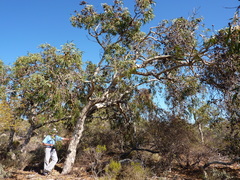 Eucalyptus erythrocorys