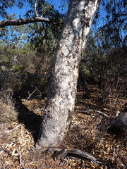 Eucalyptus erythrocorys