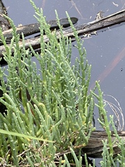 Arthroceras subterminale