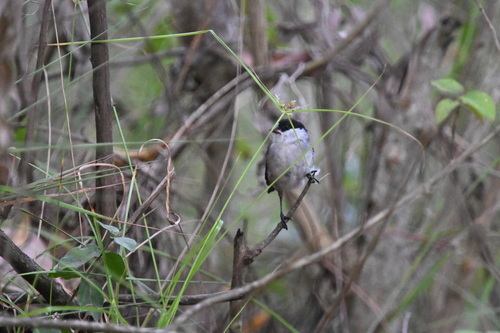 Black-crowned Waxbill (Estrilda nonnula), photo 3