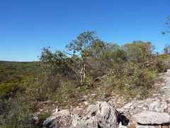 Eucalyptus erythrocorys